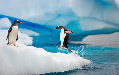 1316612373_pengin