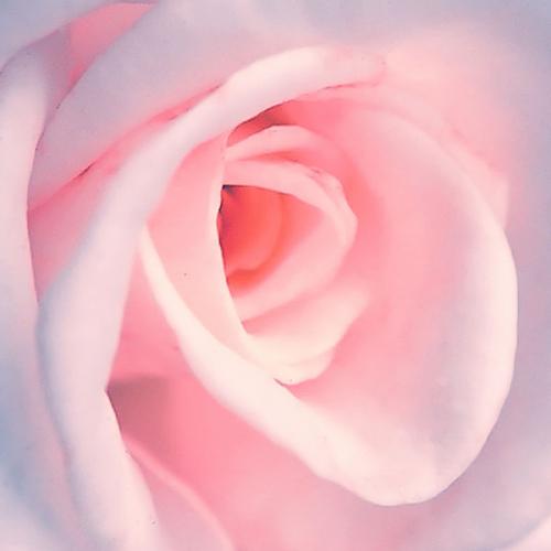 1377159575_weddingpink