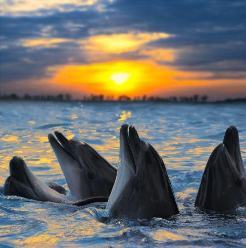1377245252_doliphin