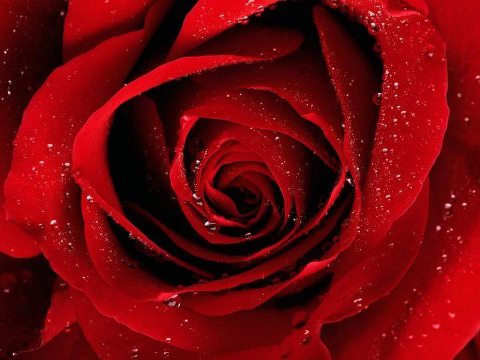 1377765672_redrose