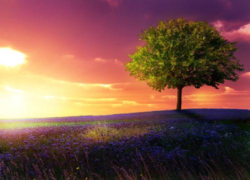 1378304051_colorfulflowers