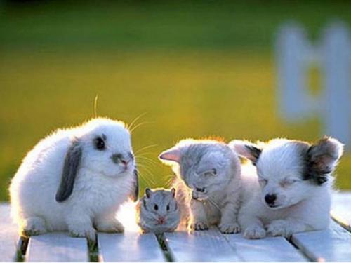 1378451668_AnimalFriend