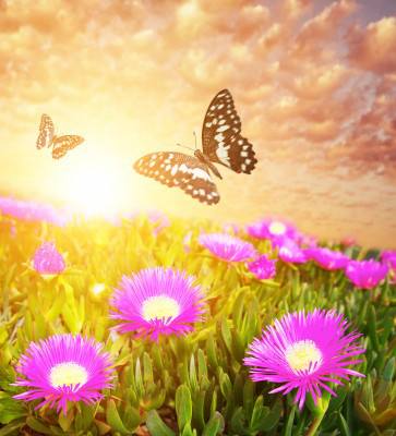 1380624750_butterfly