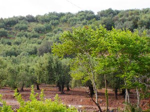 1188201892_NONALNUM-6F6C697665A3B3