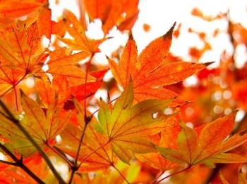 1191052238_FSPL1046L