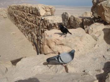 1238054766_masada03