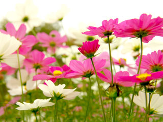 1256804945_sumire