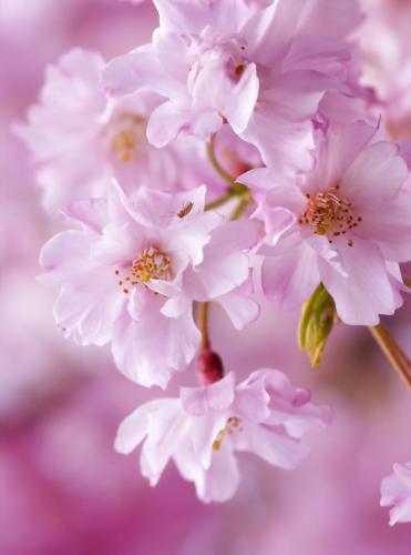 1301399846_sakura3