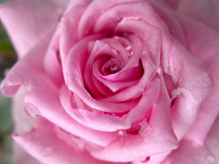 1338887792_roze