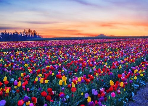 1349425361_flower3