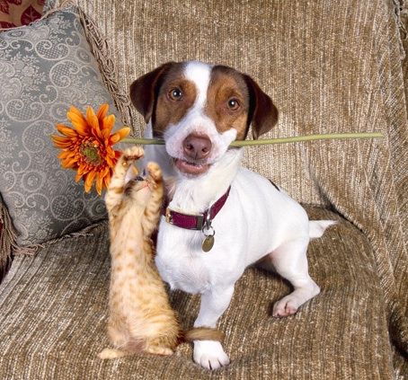 1418386896_dog-cat