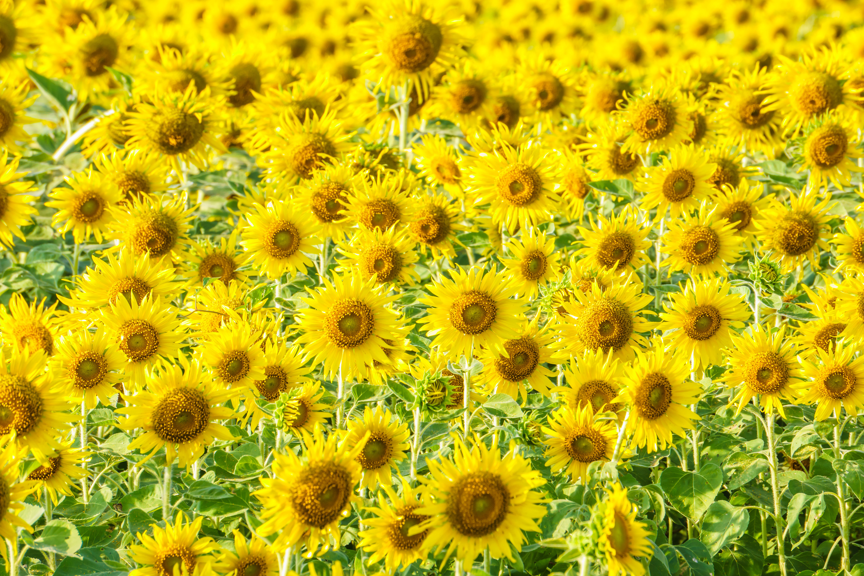 canstockphoto25323727