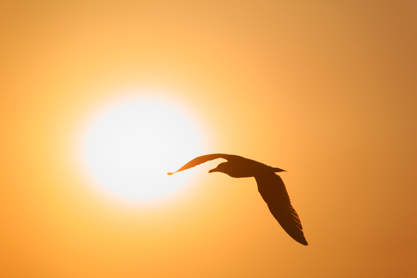 canstockphoto3063853